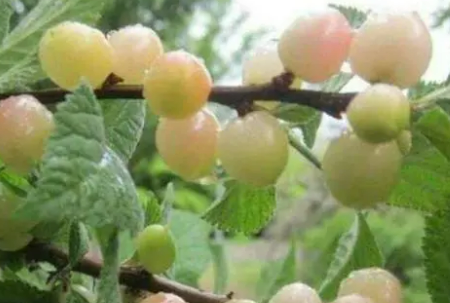 ��ӣ�ҵĹ�Ч������ ��������ߵ�һ��Ʒ��