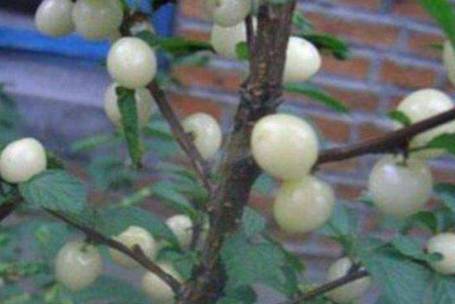 ��ӣ�ҵĹ�Ч������ ��������ߵ�һ��Ʒ��