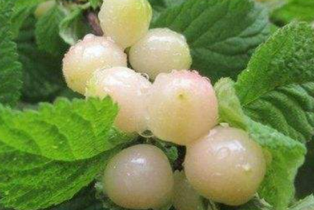 ��ӣ�ҵĹ�Ч������ ��������ߵ�һ��Ʒ��