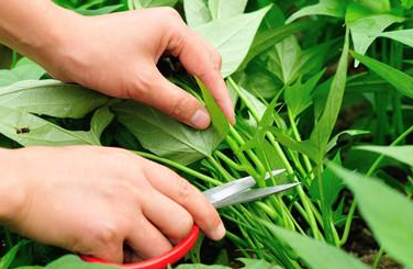 紫角叶的功效与作用 紫角叶的营养价值有那些呢