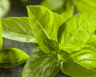 紫角叶的功效与作用 紫角叶的营养价值有那些呢