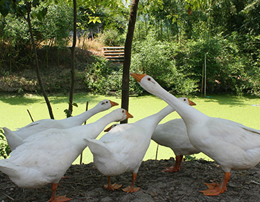 Ů��Ϊʲô���ܳԶ� �Զ����Ů�Ժô�