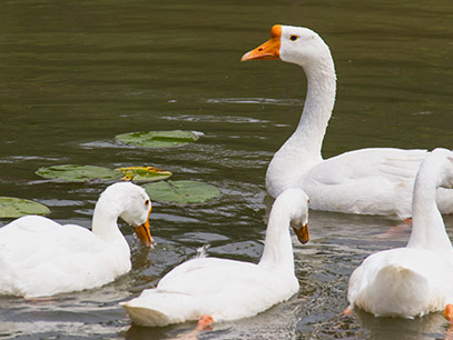 Ů��Ϊʲô���ܳԶ� �Զ����Ů�Ժô�