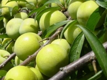 �����ӵĹ�Ч ��������δ��ĺ�������