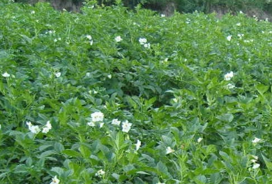 �Ͻ�ɰ�Ĺ�Ч������ ����θʹ����ʹ����вʹ