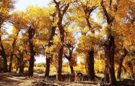 祖国的世界之最有哪些 在中国的是有很多世界之最的