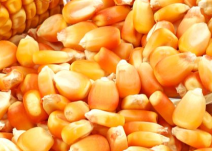 什么蔬菜是高蛋白 含高蛋白的食物一览表