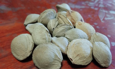 �ϱ��ӵĹ�Ч������ ��Ϊ�����ƵĲ�ͬƷ�ֵ�����