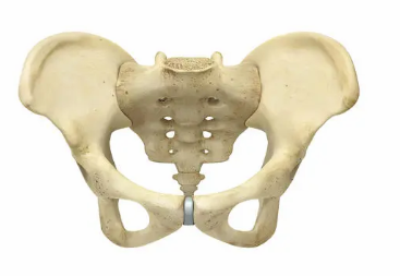 Ů�ԵĹ������ĸ�λ�� ������Ĺ�ϵ��ʲô