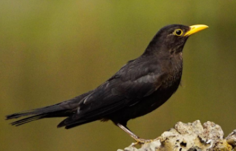 乌鸫是吉祥鸟吗 乌鸫不是吉祥鸟