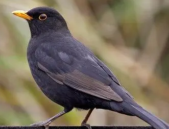 ����Ǽ������� ��𴲻�Ǽ�����