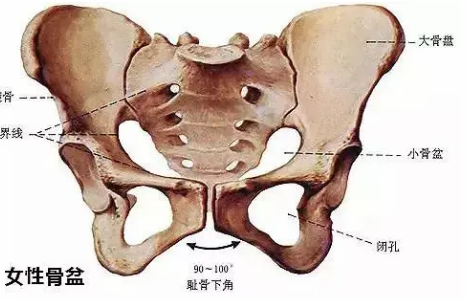 Ů�ԵĹ������ĸ�λ�� ������Ĺ�ϵ��ʲô