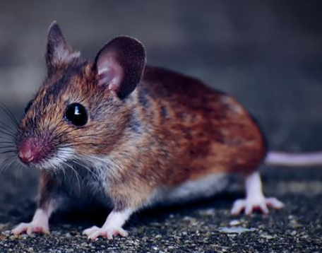 �μ���������ʲô���� �������к��˽���