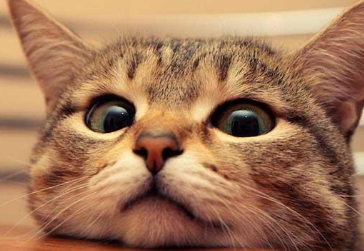 Ů���μ�è��̥���� �ѻ�Ů���μ�è������ѧ����