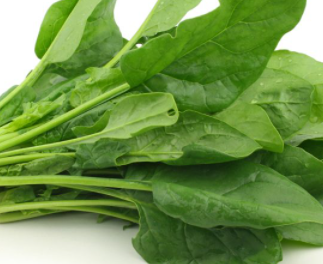 ݫ��Ҷ�ӵĹ�Ч������ ݫ��Ҷ��Ӫ����ֵ