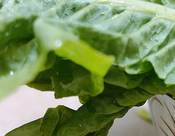 ݫ��Ҷ�ӵĹ�Ч������ ݫ��Ҷ��Ӫ����ֵ