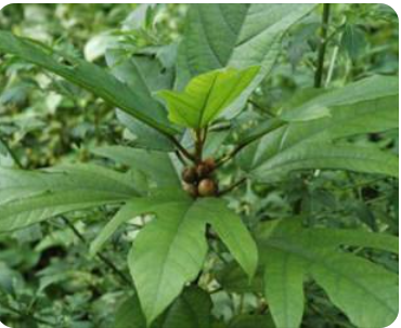 ��ָë�����ʳ�ﶼ����Щ һ��ʳ��Կ��Դ���