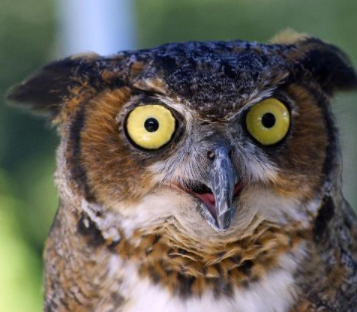 èͷӥ�������Ǻ��ǻ� ��������һ�ֲ��õ�Ԥ��