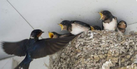 èͷӥ�������Ǻ��ǻ� ��������һ�ֲ��õ�Ԥ��