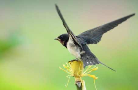 èͷӥ�������Ǻ��ǻ� ��������һ�ֲ��õ�Ԥ��