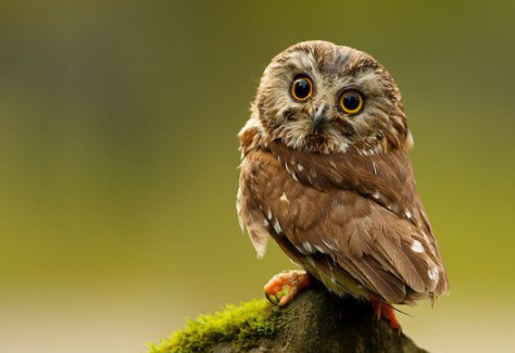 èͷӥ�������Ǻ��ǻ� ��������һ�ֲ��õ�Ԥ��