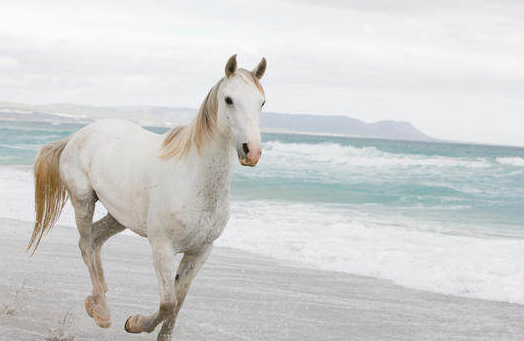 90属马和95属猪配吗 马猪结婚命运如何