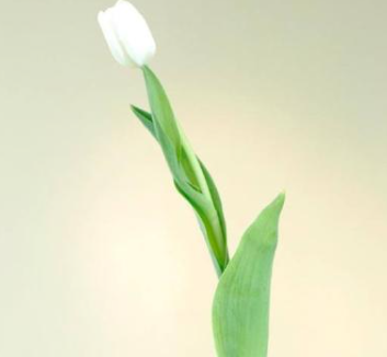 ����˵�ŵ�Ů�������������� ����ֻ��ϲ�����˲����ŵ���