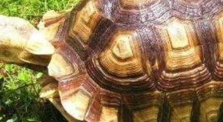 �кܶ���ϲ�����ڹ� ʮ����ֵ�����Ĺ�