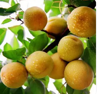 小白杏的功效与作用 小白杏的主要营养价值