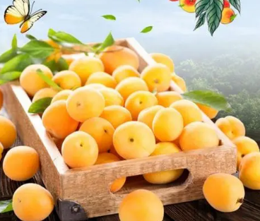 С���ӵĹ�Ч������ С���ӵ���ҪӪ����ֵ