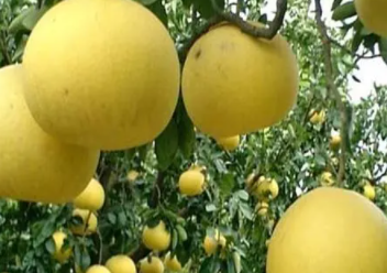 �ĵ��Ĺ�Ч������ ���ĵ���ʲô�ô�