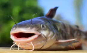 ���ⲻ�ܺ�ʲôһ��� �����һ��Ի�������������