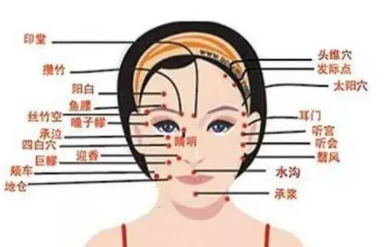 脸部各个部位名称叫什么 脸部五官比例名称图解