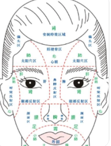 脸部各个部位名称叫什么 脸部五官比例名称图解