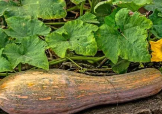 长南瓜的功效与作用 保护胃黏膜护眼