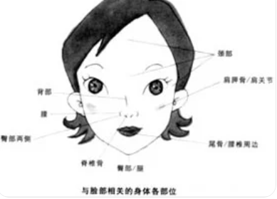 脸部各个部位名称叫什么 脸部五官比例名称图解