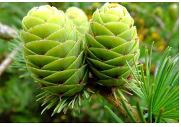 ����ֲ��ĸ�����Ǻ���Ϥ ֲ�ﶼ����Щ��������