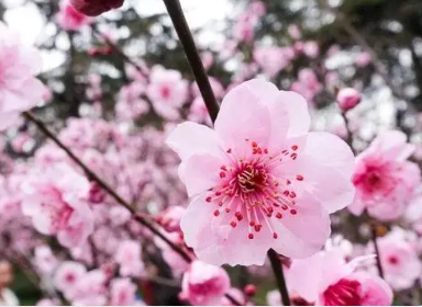 �ѻ�Ů���μ�������ʲôԤ�� Ԥʾ�����������Ҹ���������