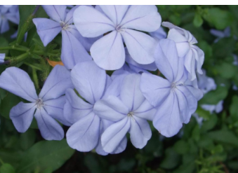 ����ֲ��ĸ�����Ǻ���Ϥ ֲ�ﶼ����Щ��������