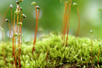 ����ֲ��ĸ�����Ǻ���Ϥ ֲ�ﶼ����Щ��������