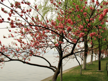 ����ֲ��ĸ�����Ǻ���Ϥ ֲ�ﶼ����Щ��������