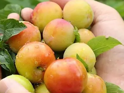 李子的功效和作用 李子的营养价值