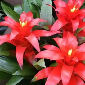 �޼����ĺ��˵�ͷͼƬ �����˵�ͷ��������޼�����