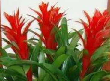 �޼����ĺ��˵�ͷͼƬ �����˵�ͷ��������޼�����