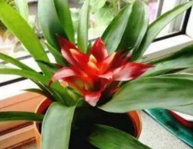 �޼����ĺ��˵�ͷͼƬ �����˵�ͷ��������޼�����