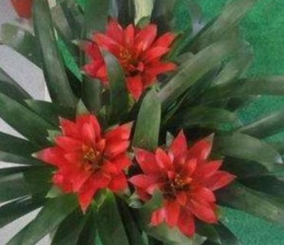 �޼����ĺ��˵�ͷͼƬ �����˵�ͷ��������޼�����
