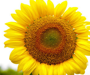 ��д���տ������ŵ��������� ���տ����ŵ����