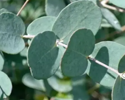 �ȼ�����ʲô �ȼ������Ĺ�Ч������