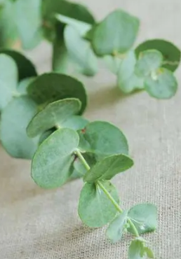 �ȼ�����ʲô �ȼ������Ĺ�Ч������