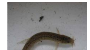 ��ȷ�������������㹳ͼ ׼��Ǧͷ����������